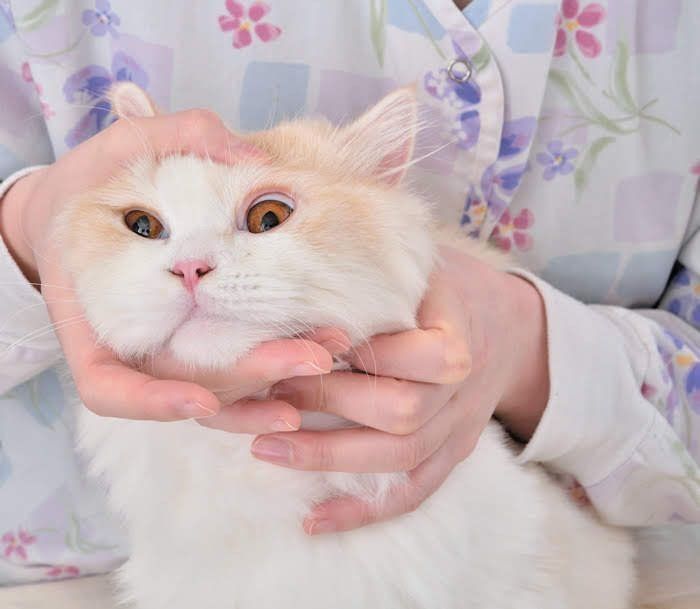 猫の顔を支える