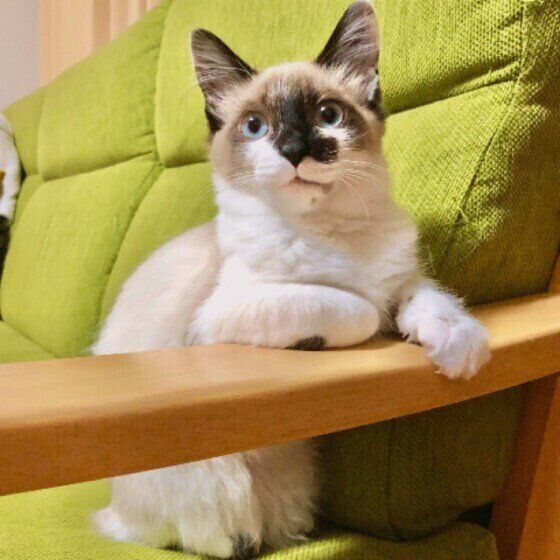 カメラ目線なトト子ちゃん