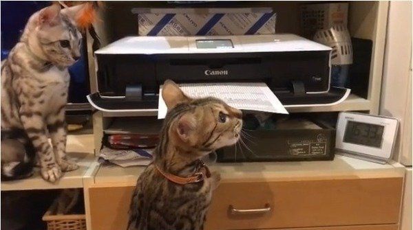 プリンター大好きニャンコ