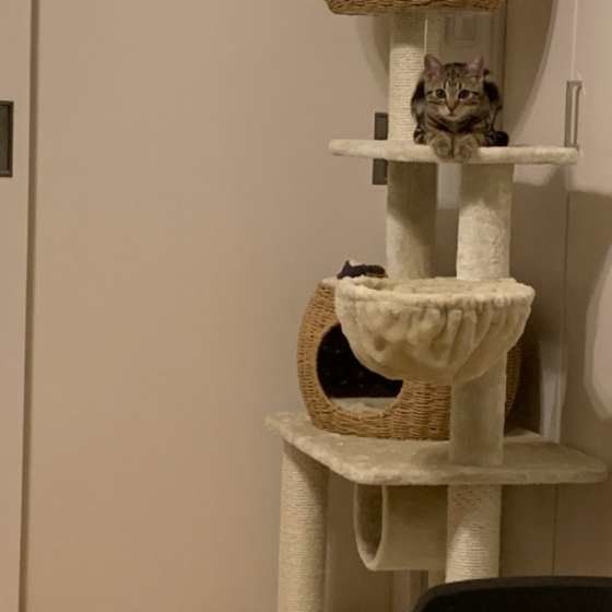 むぎくん アメリカンショートヘア