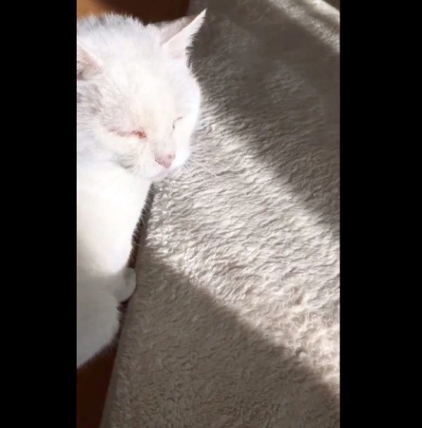 猫のしーちゃん