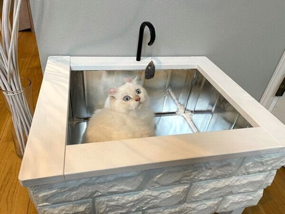シンク好きな愛猫のために 飼い主さんdiy 猫専用シンク型ベッド のクオリティが高すぎ ねこのきもちweb Magazine シンク好きな愛猫のために 飼い主さんdiy 猫専用シンク型ベッド のクオリティが高すぎ ねこのきもちweb Magazine