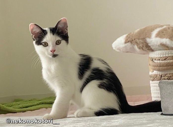 生後3カ月半ごろに撮影したことりくん