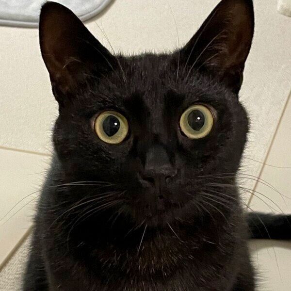 まんまるな目で飼い主さんを見つめるうにくん