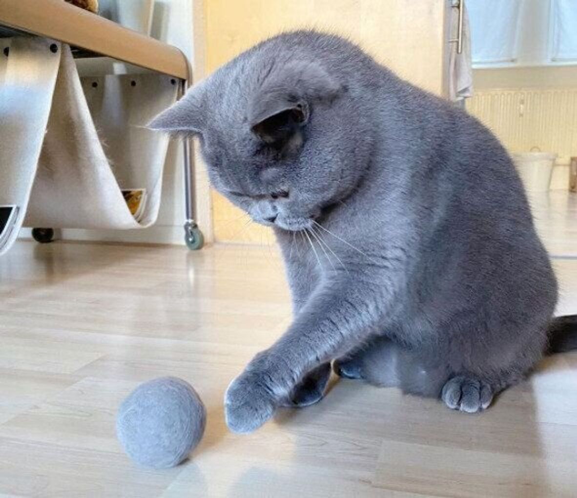 ねこ毛100 猫の 抜け毛 で作るハンドメイド作品 簡単なアレンジからスゴ技まで ねこのきもちweb Magazine ねこ毛100 猫の 抜け毛 で作るハンドメイド作品 簡単なアレンジからスゴ技まで ねこのきもちweb Magazine