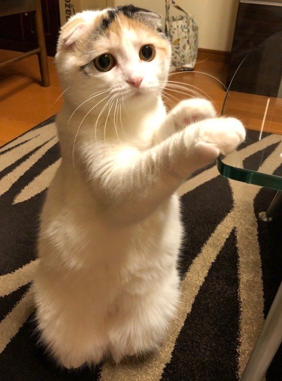 何か食べたいニャン