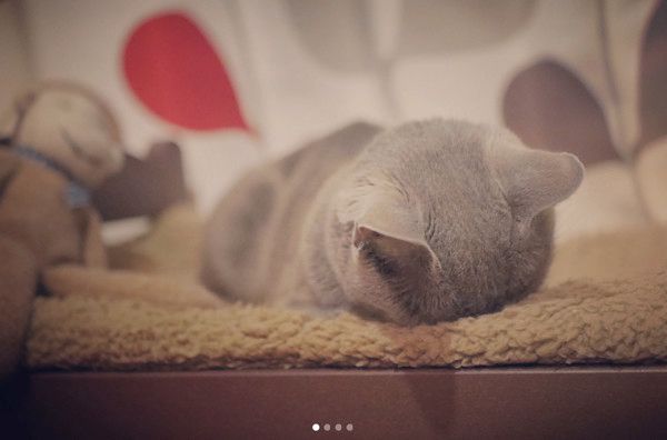 ごめん寝する猫