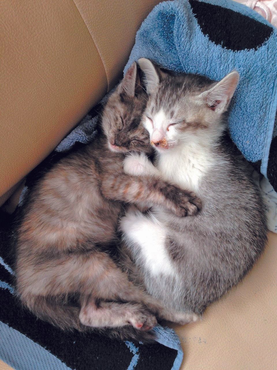 画像／ねこのきもち2019年11月号「保護猫ストーリー」