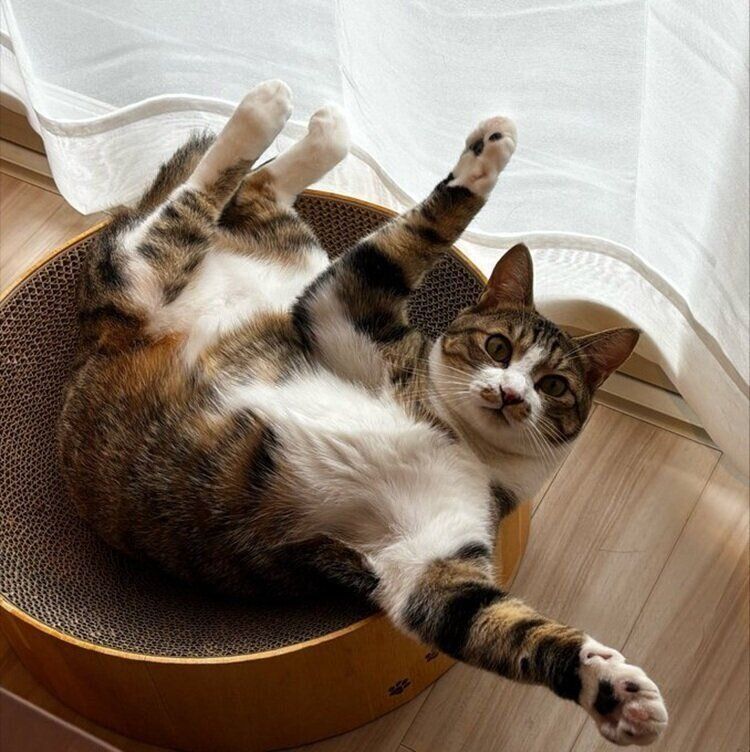 話題になった投稿写真　おなかを広げてアピールするぽんずくん