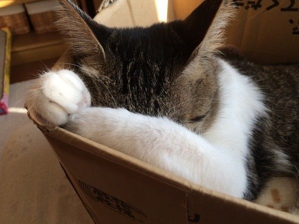 チャコ　MIX　サバトラ