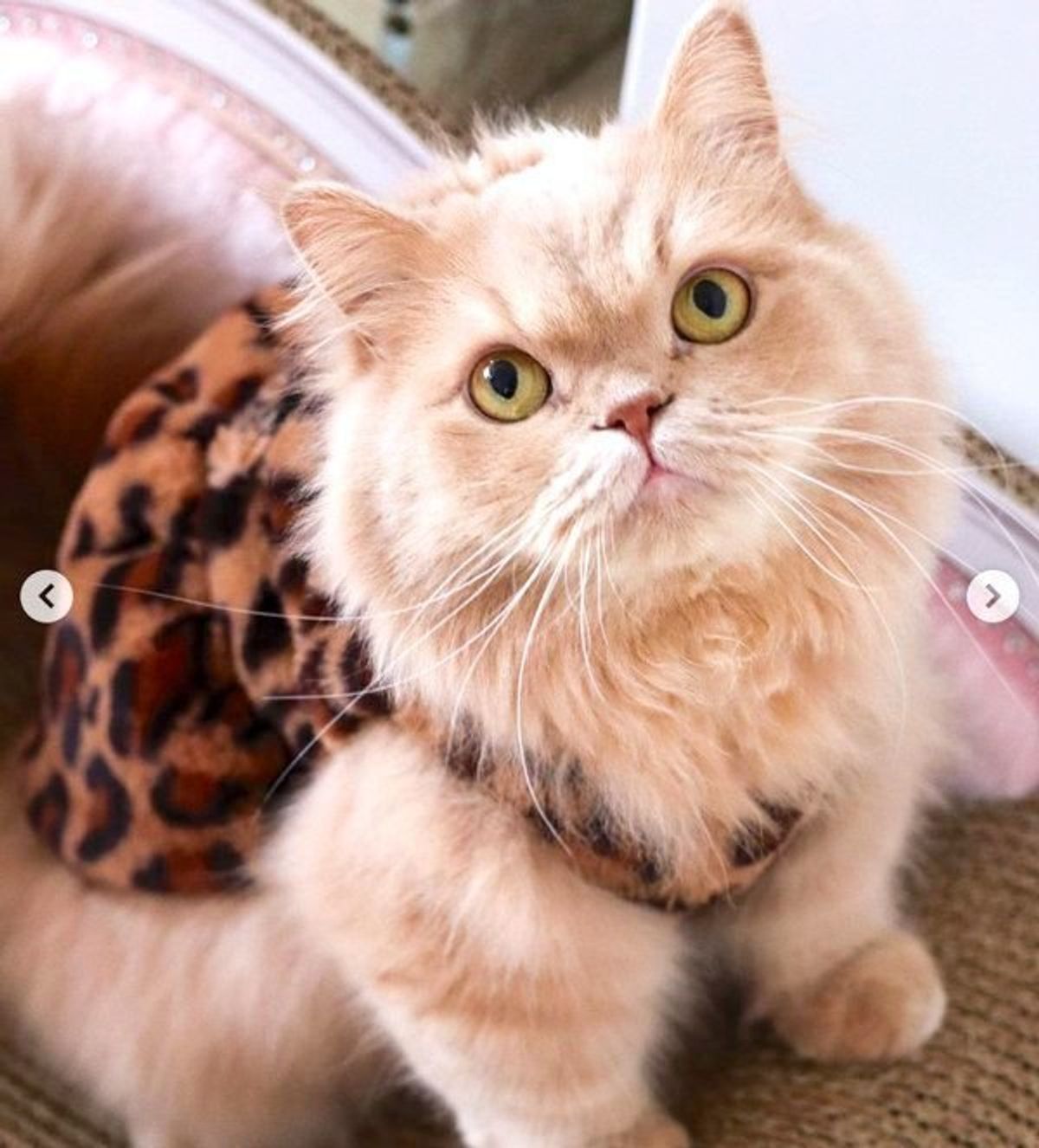 テレビを消すと必ずやってくる猫の 不思議かわいい 行動に反響 ねこのきもちweb Magazine テレビを消すと必ずやってくる猫の 不思議かわいい 行動に反響 ねこのきもちweb Magazine