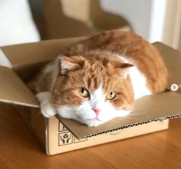 ダンボールの中に入るまーるくん