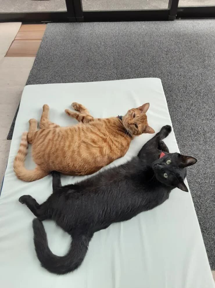 ねこのきもち『きもちテラス』で本テーマにコメントされた写真です。