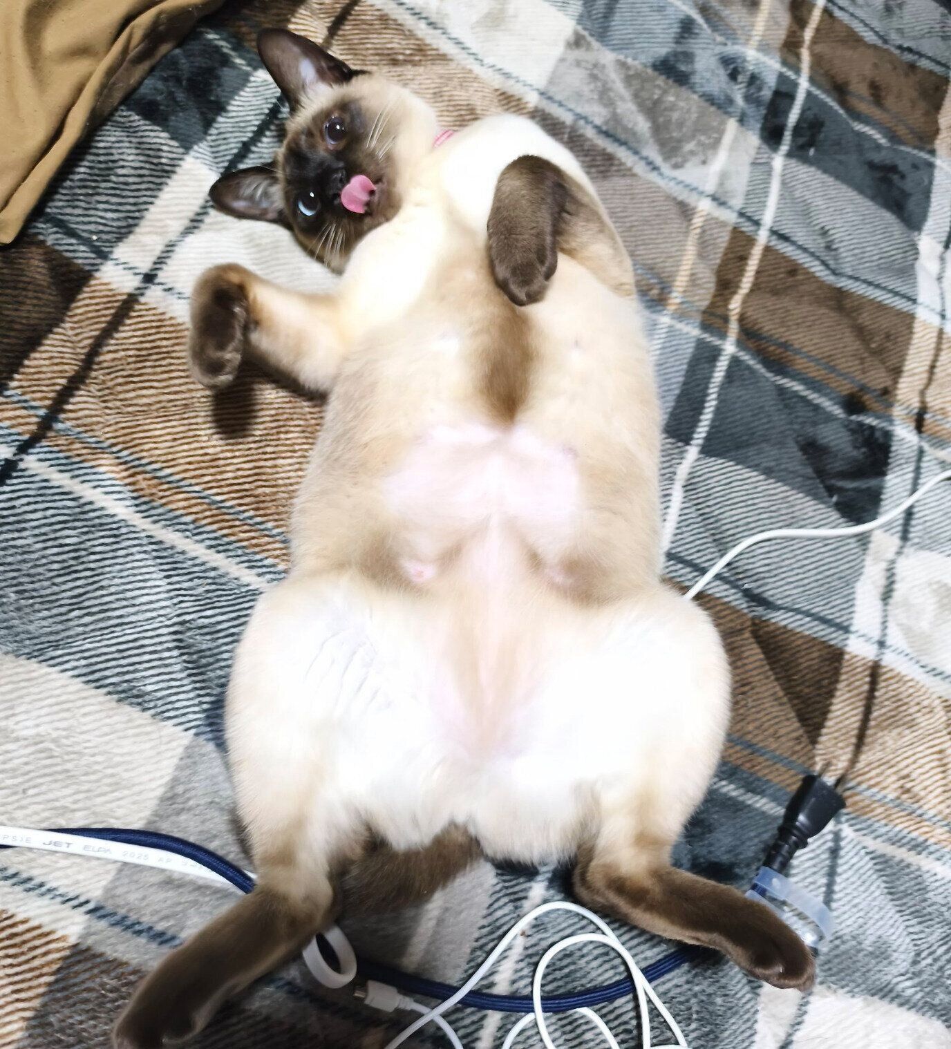 寝転がるジジちゃん