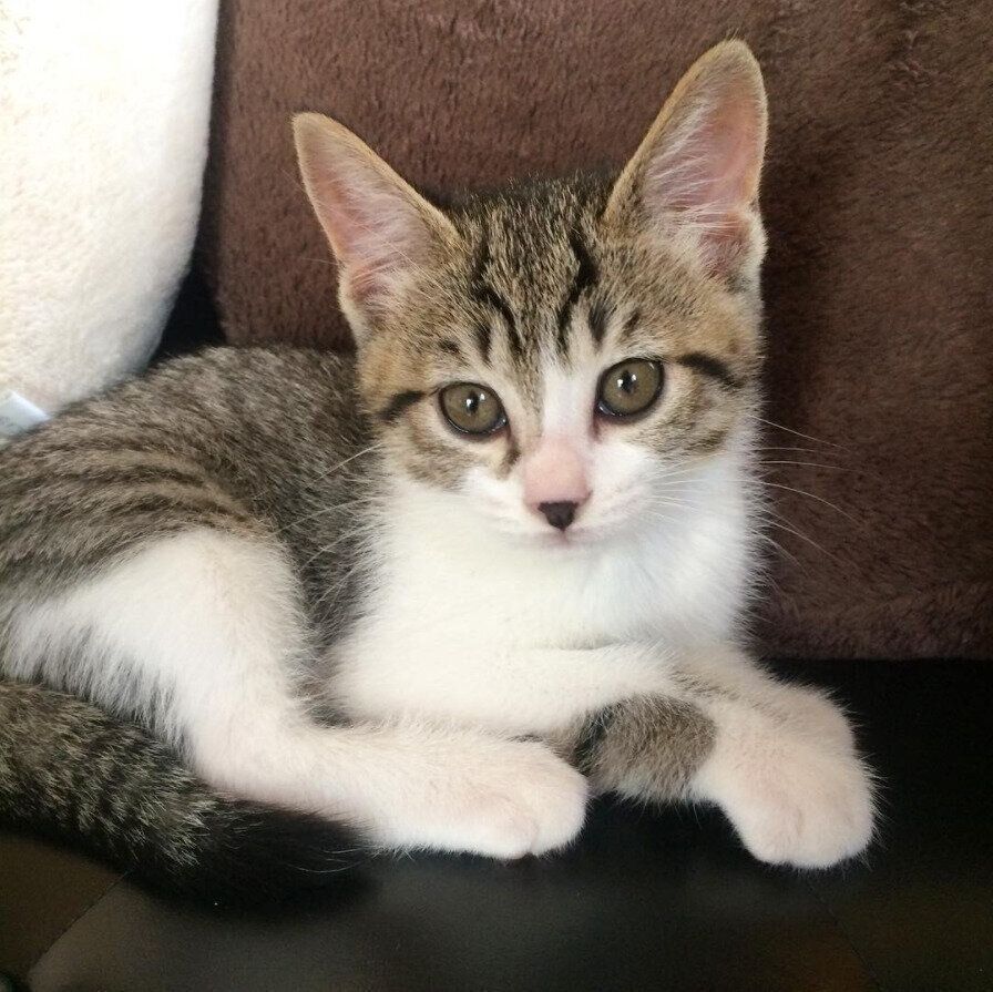 小さい頃のわさびちゃん