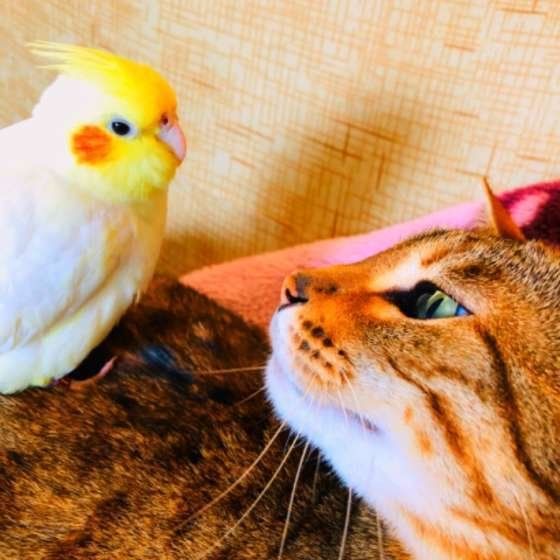 オカメインコとベンガル