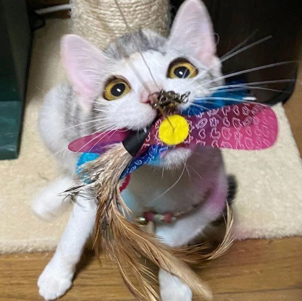 猫じゃらしをくわえるふーちゃん