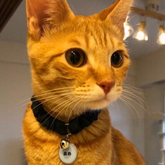 茶トラ あめちゃん