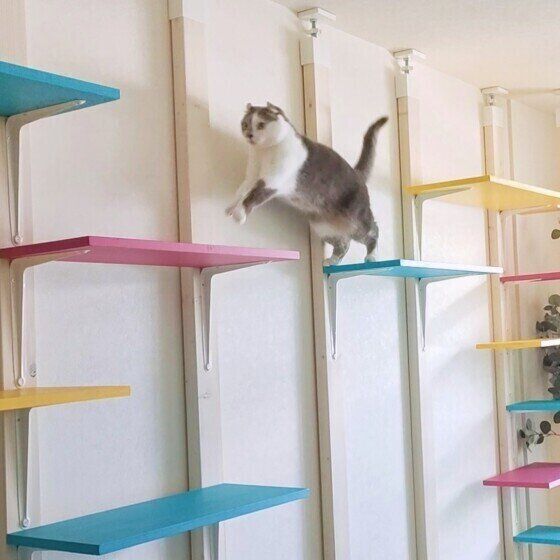 楽しそうにジャンプするマンチカール