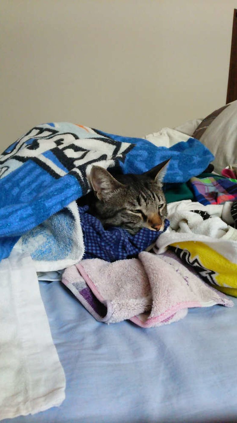 猫から漂う甘いニオイ なぜスイーツのようなニオイがするの ねこのきもちweb Magazine 猫から漂う甘いニオイ なぜスイーツのようなニオイがするの ねこのきもちweb Magazine