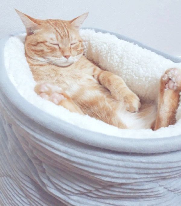 猫ベッドでくつろぐ茶トラ