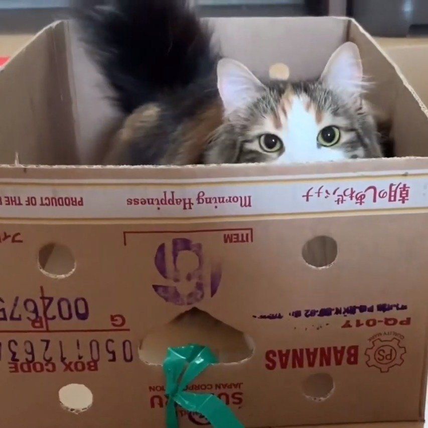 箱から顔をのぞかせるライカちゃん