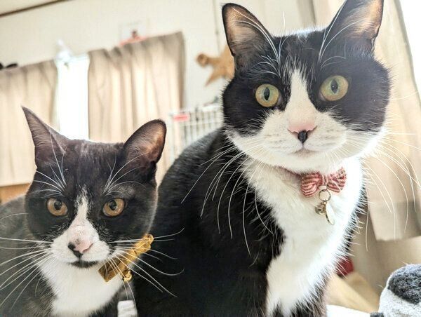 見つめる天ちゃん、富士丸くん