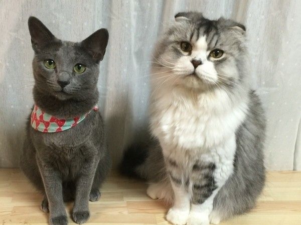 銀ちゃんとルビーちゃん