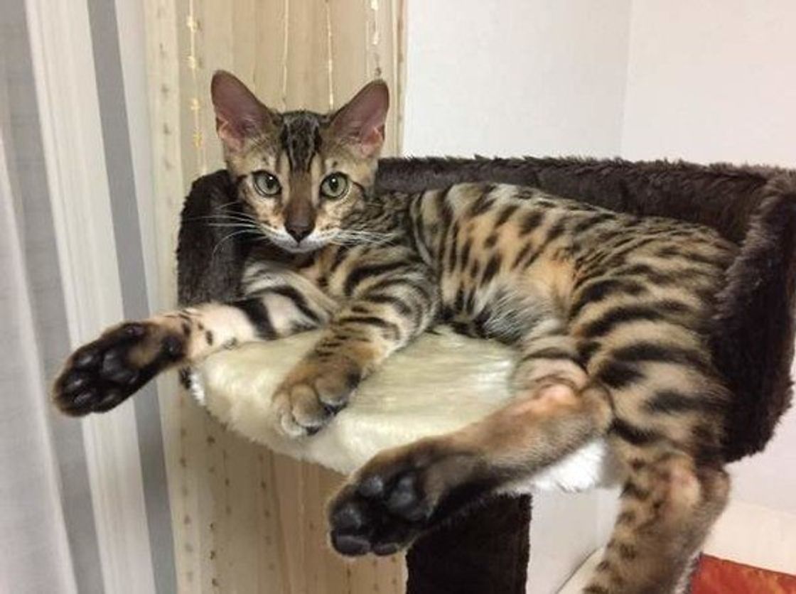 ここ触ったら怒るニャ 猫が嫌がる 体の部位 はどこ ねこのきもちweb Magazine ここ触ったら怒るニャ 猫が嫌がる 体の部位 はどこ ねこのきもちweb Magazine