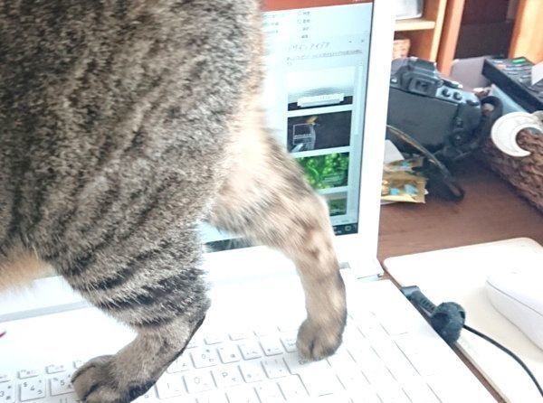 パソコンの上を歩くちーちゃん
