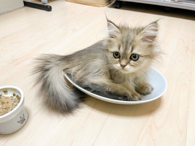 「写真見てたら2頭身みかんでてきた」と投稿された1枚　飼い主さんは愛らしさにほっこりしたそう