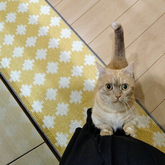 マンチカンのいくらちゃん