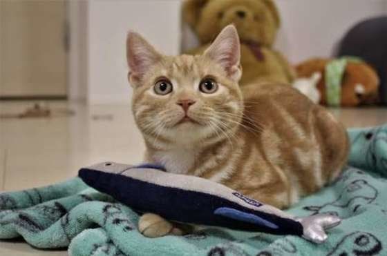 食べていいですか？