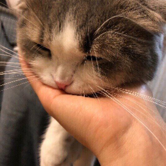 あごのせしたまま寝そうなくうちゃん