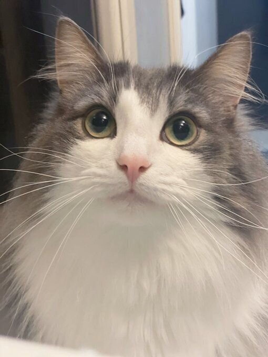 Twitterで話題 ゲーム中 と 名前を呼ばれたとき の顔が違いすぎる猫 ねこのきもちweb Magazine Twitterで話題 ゲーム中 と 名前を呼ばれたとき の顔が違いすぎる猫 ねこのきもちweb Magazine