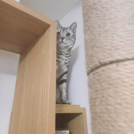 アメリカンショートヘアのトムくん