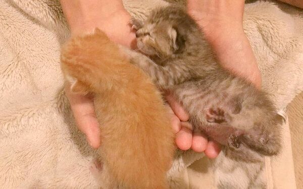 子猫時代のノイくんとノアちゃん