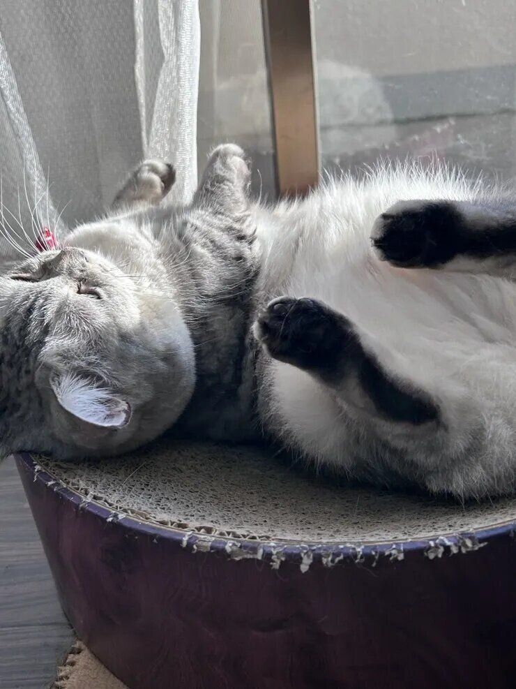 ねこのきもち『きもちテラス』で本テーマにコメントされた写真です。