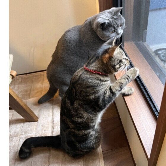 スイ  ブリティッシュショートヘア　窓の外みて話している風