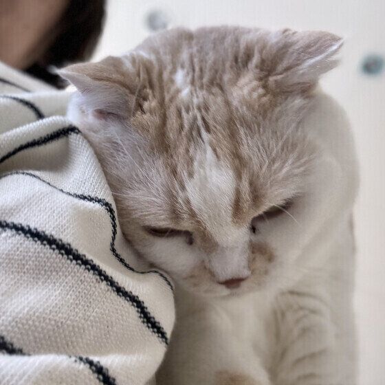 スコティッシュフォールドのふわちゃん