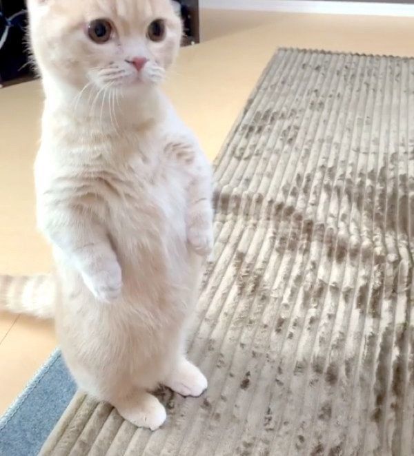 立ち上がるむぎくん