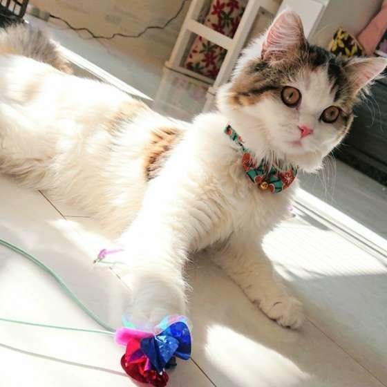 遊ぶスコティッシュフォールド