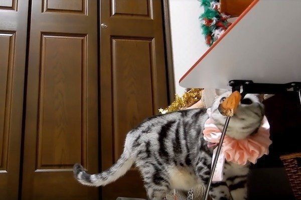 偽物の鮭に翻弄される猫