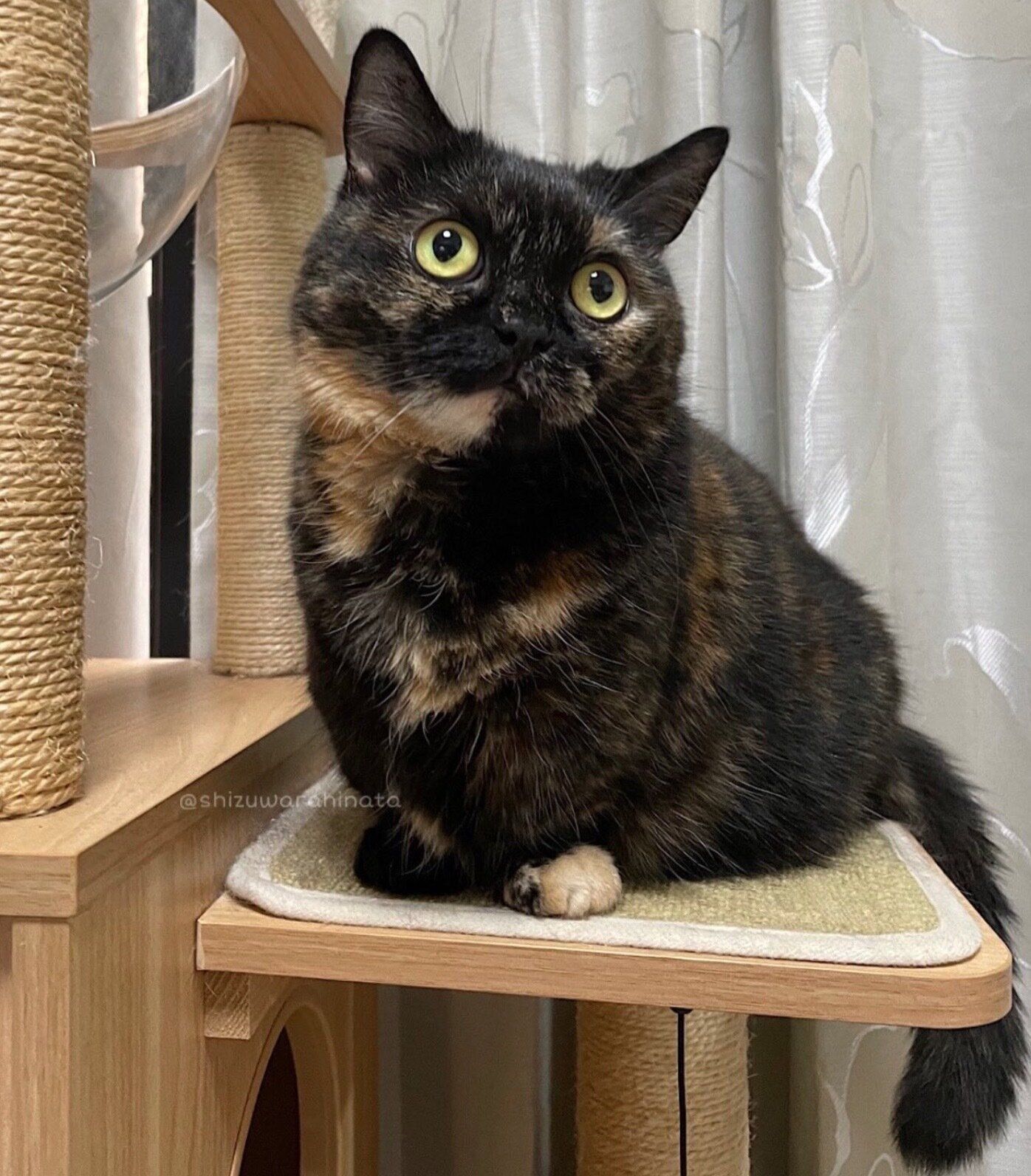 「モフっとまあるいフォルム」が可愛いしずくちゃん