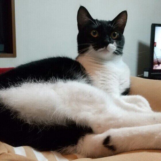 横たわる猫（MIX、メス）