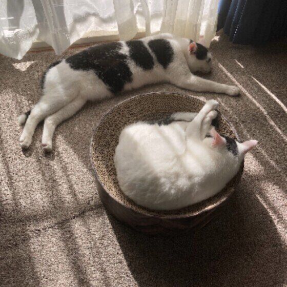 日向ぼっこをしている2匹の猫