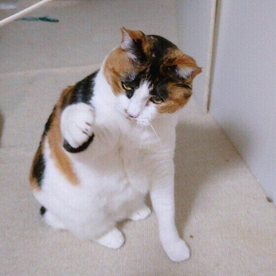 パンチするルビーちゃん（MIX）