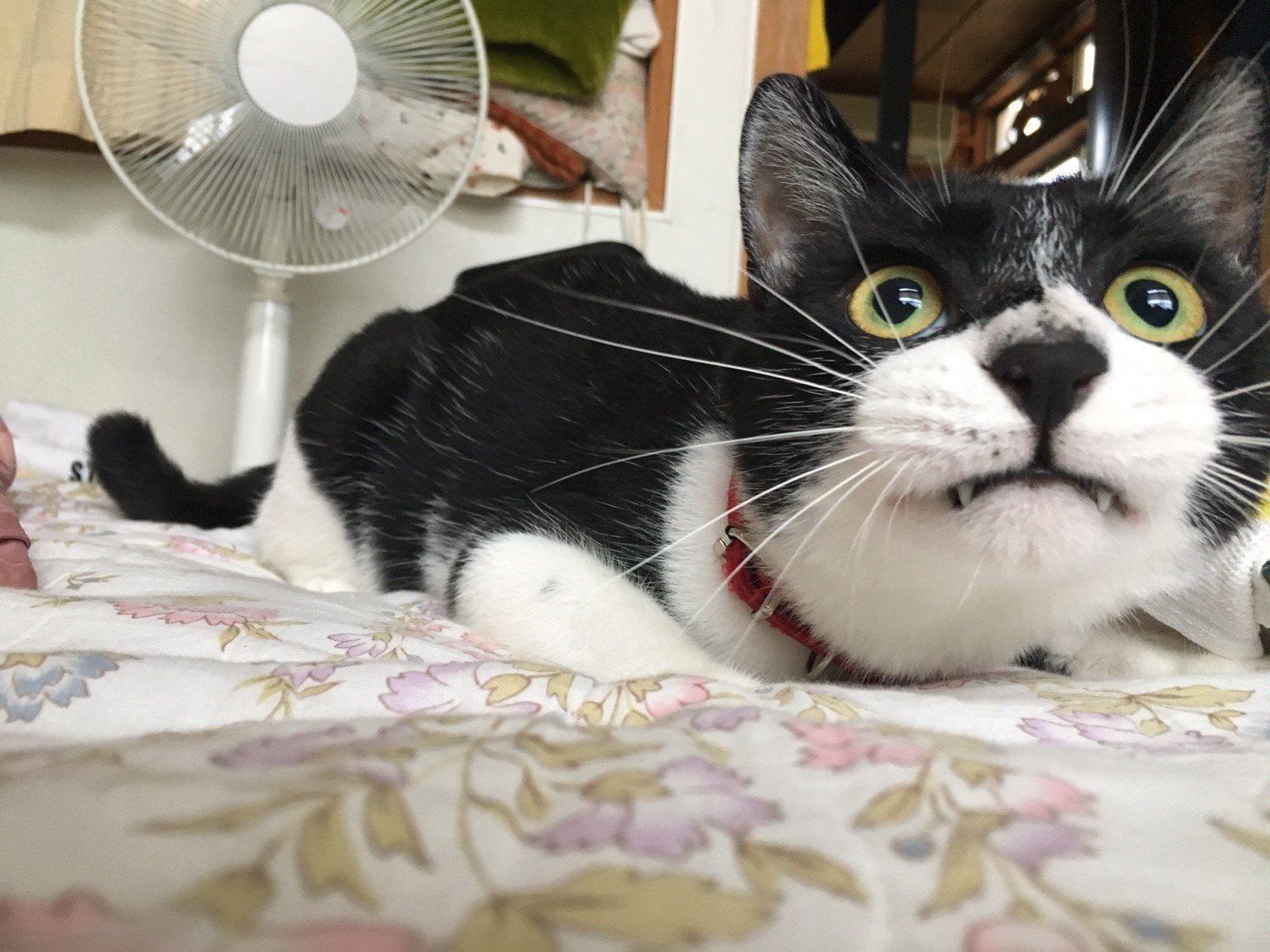 画像／2018年4月号「春は猫もソワソワ、ワクワク。猫の恋劇場」