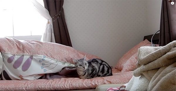 置いていかれて見張る猫