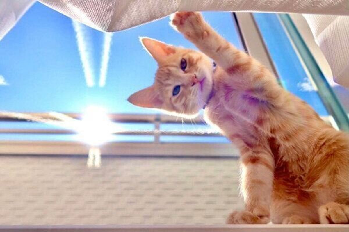 違う そうじゃない 笑 猫にオテをお願いしたら むしろ天才では な展開に ねこのきもちweb Magazine 違う そうじゃない 笑 猫にオテをお願いしたら むしろ天才では な展開に ねこのきもちweb Magazine